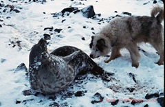 Weddell Seal and Eddie the Husky